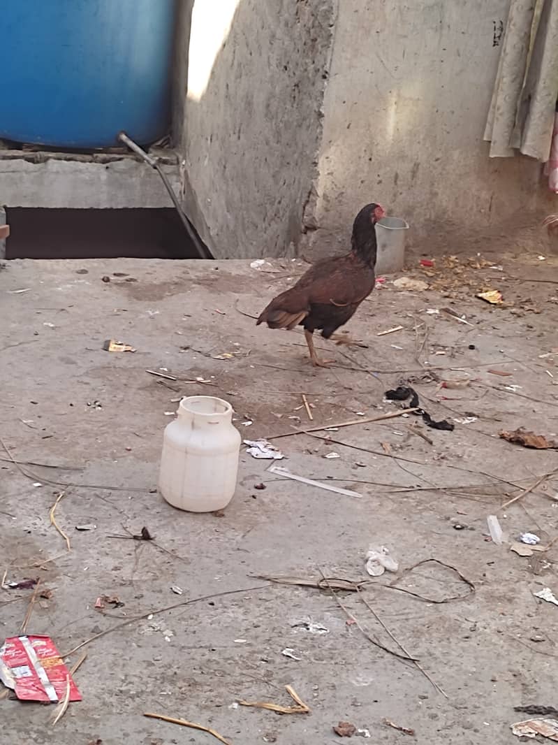 aseel hens for sale 4