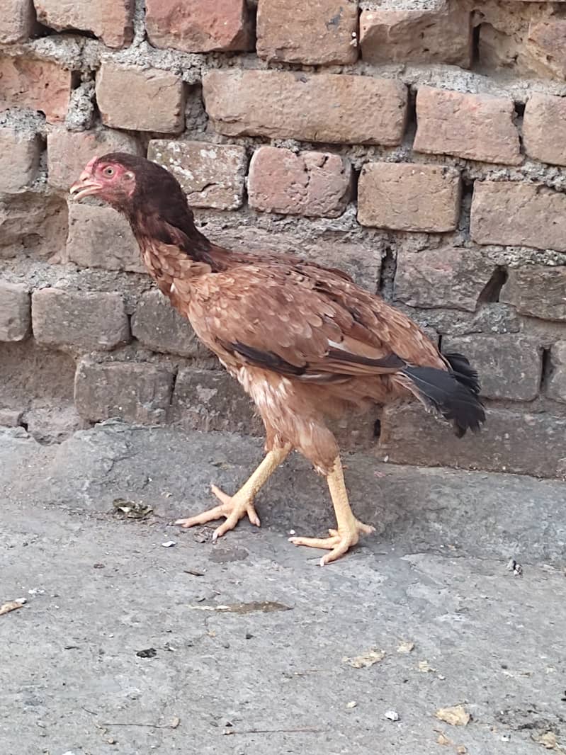 aseel hens for sale 6