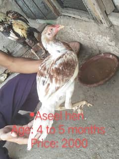 Aseel Pathy for sale, discount will available who buy 3 to 4