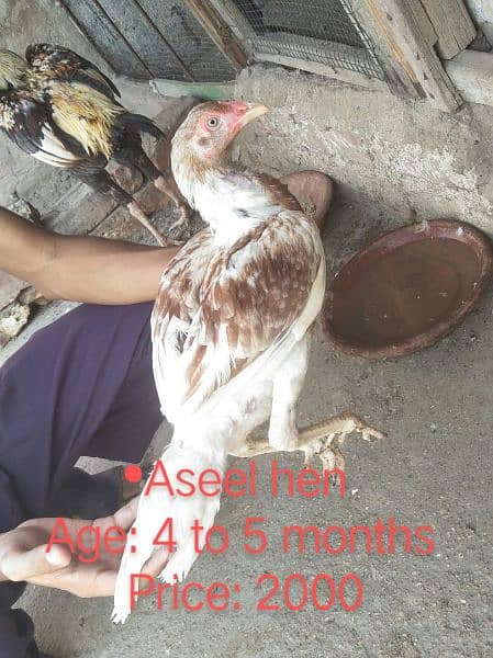 Aseel Pathy for sale, discount will available who buy 3 to 4 0