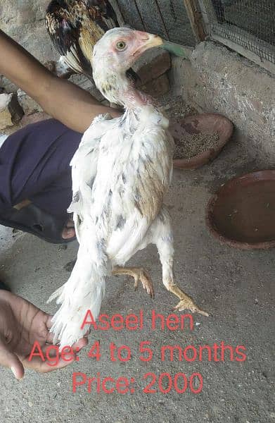 Aseel Pathy for sale, discount will available who buy 3 to 4 2