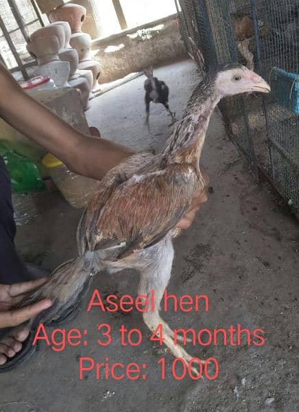 Aseel Pathy for sale, discount will available who buy 3 to 4 4