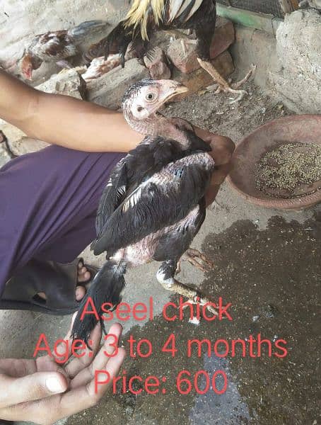 Aseel Pathy for sale, discount will available who buy 3 to 4 5