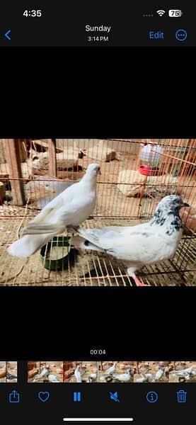 all pigeon for sale 8