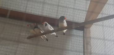 2 pair Finches