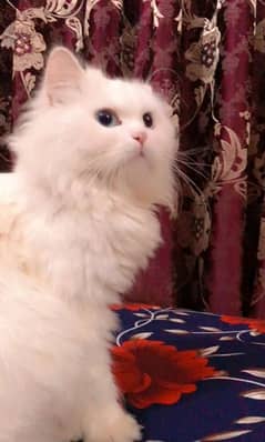 Persian white cat for sale 0