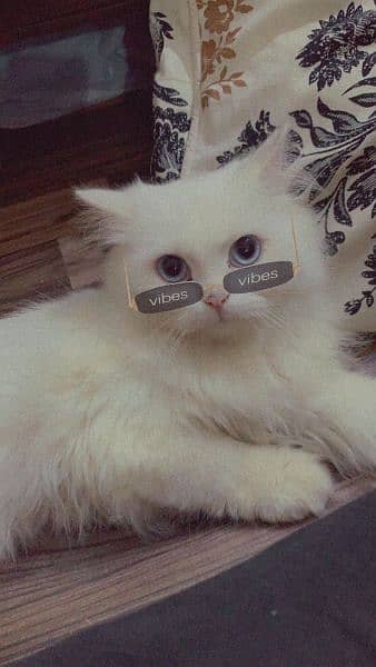 Persian white cat for sale 1