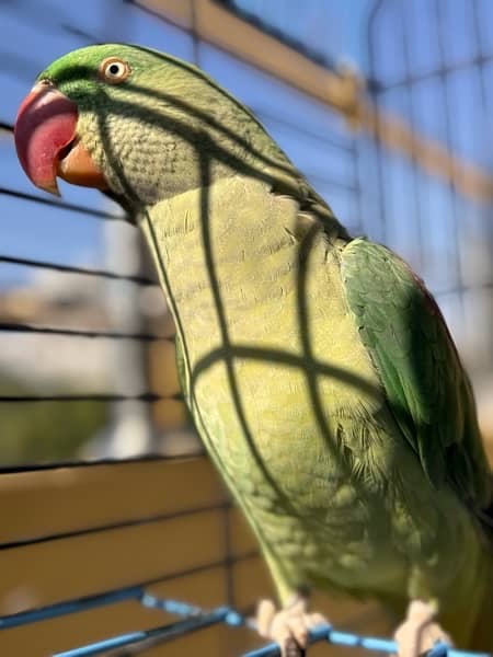 Raw Parrot / breading pair / parrot pair / talking parrot / hand tame 2