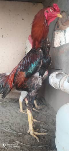 Aseel Shamo /Japanese shamo / O shamo / Shamo chicks / Chicks for sale 0