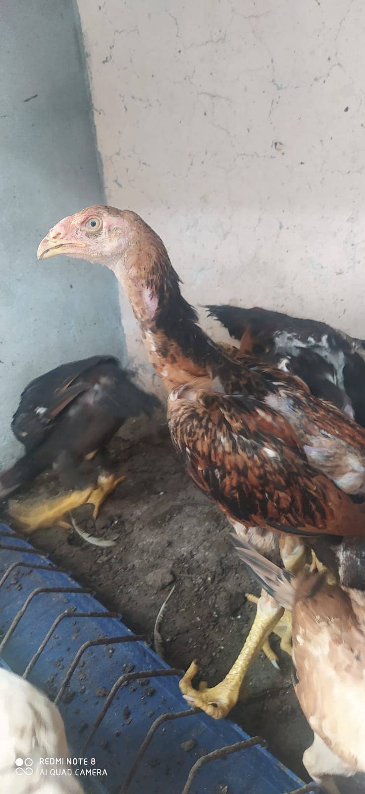 Aseel Shamo /Japanese shamo / O shamo / Shamo chicks / Chicks for sale 2