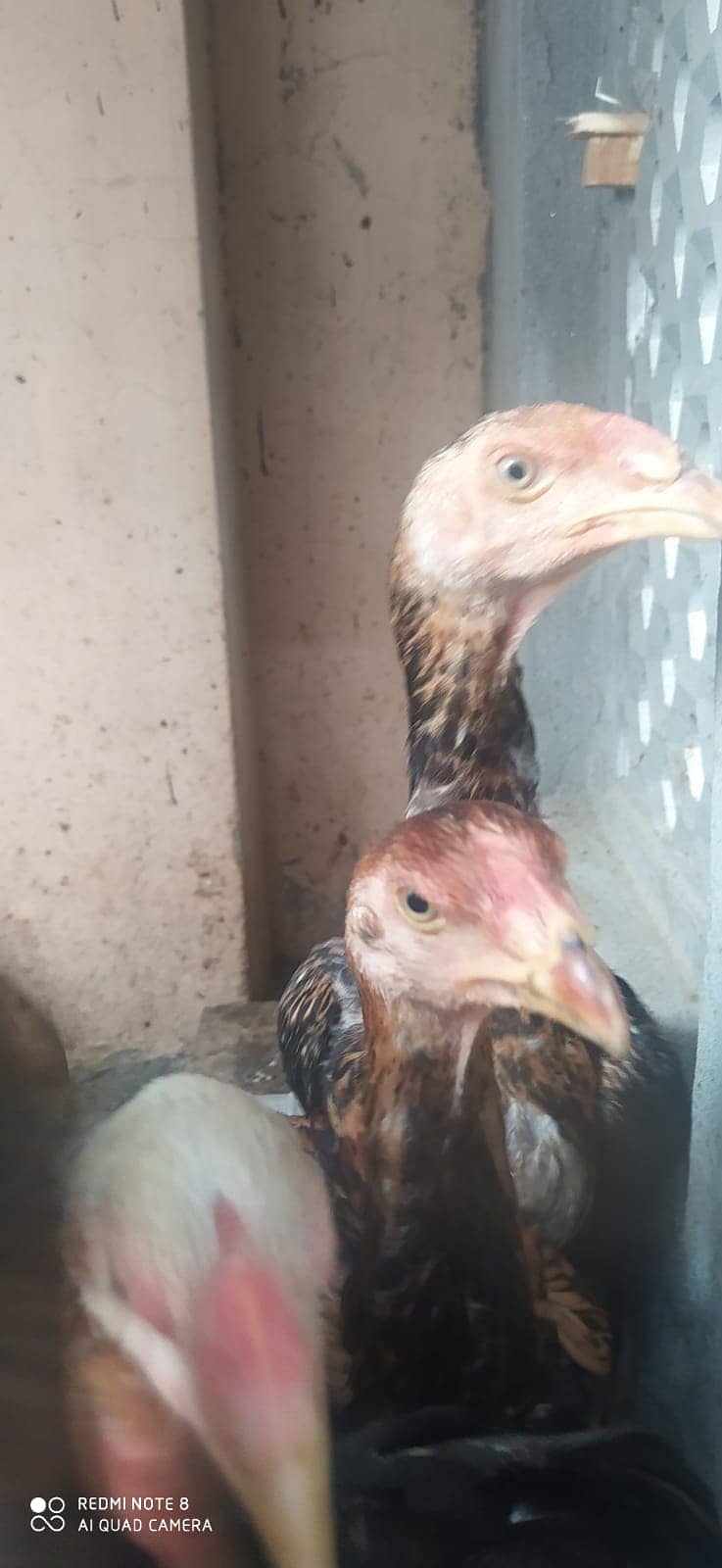 Aseel Shamo /Japanese shamo / O shamo / Shamo chicks / Chicks for sale 3