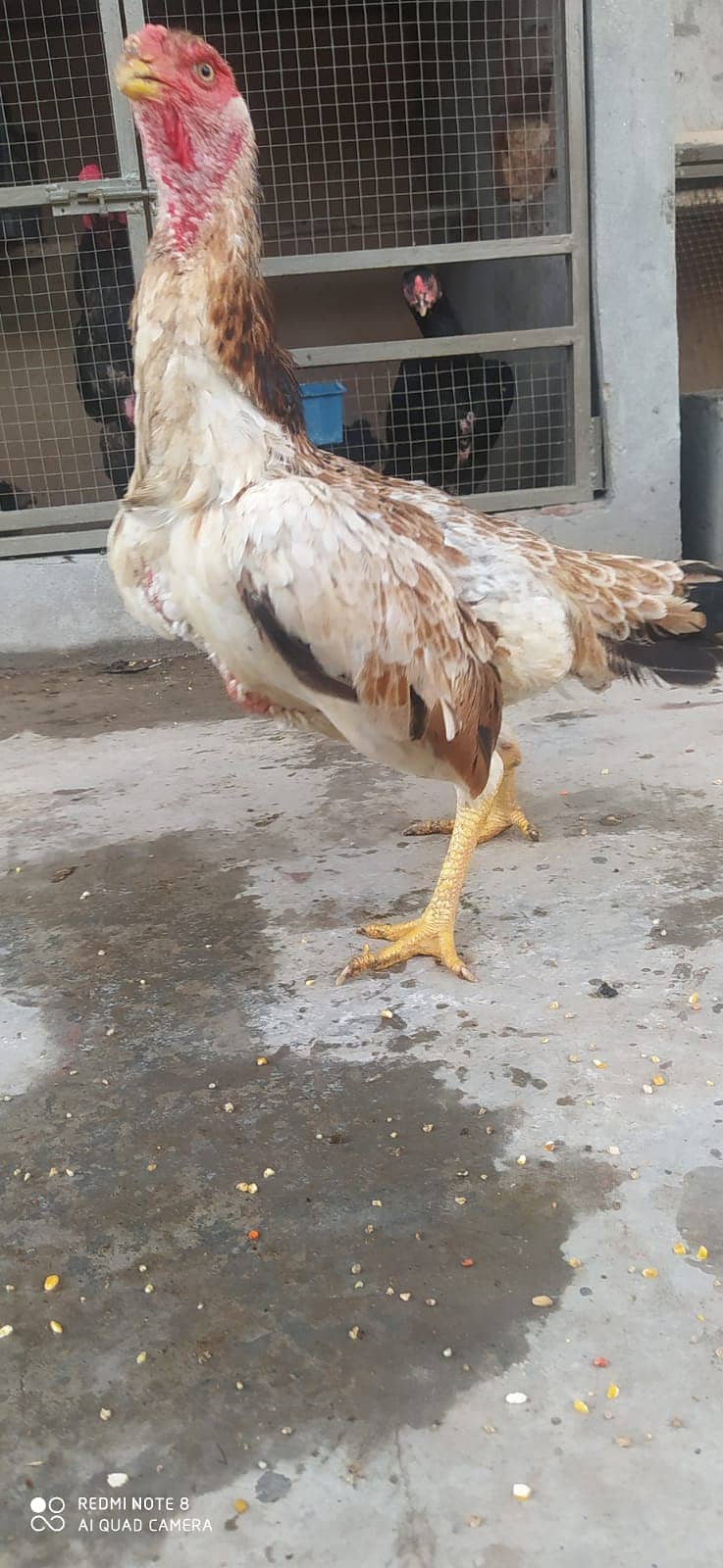 Aseel Shamo /Japanese shamo / O shamo / Shamo chicks / Chicks for sale 4