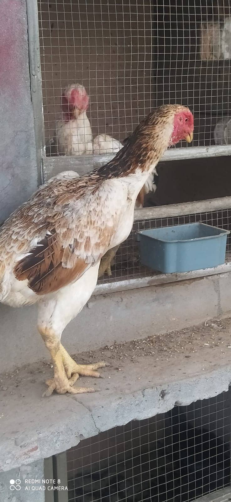 Aseel Shamo /Japanese shamo / O shamo / Shamo chicks / Chicks for sale 5