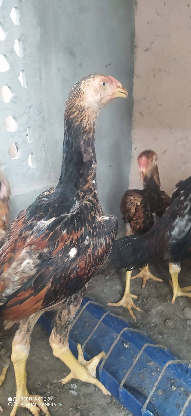 Aseel Shamo /Japanese shamo / O shamo / Shamo chicks / Chicks for sale 8