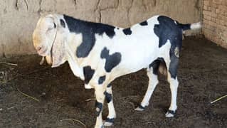 Rajanpuri Bakra for sale