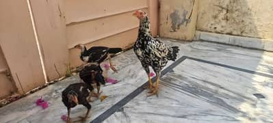 Aseel Hen aur 3 chicks