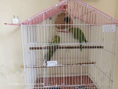 Green Parrot