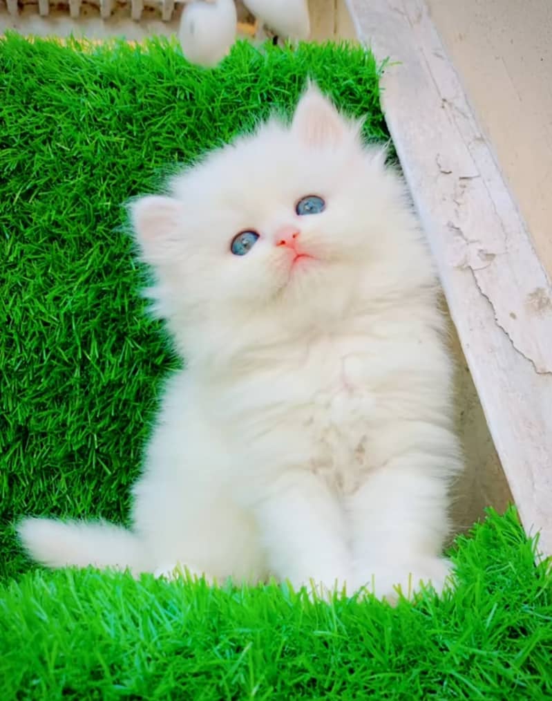 Persian kittens 03175628537 0