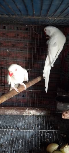 White breeder pair