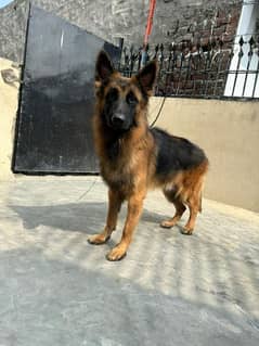 Pink pedigree German shepherd long coat male 1 year above black mask