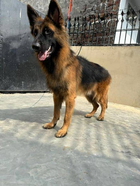 Pink pedigree German shepherd long coat male 1 year above black mask 1