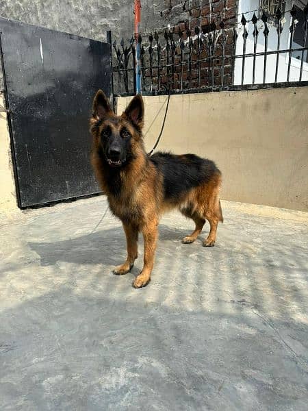 Pink pedigree German shepherd long coat male 1 year above black mask 2