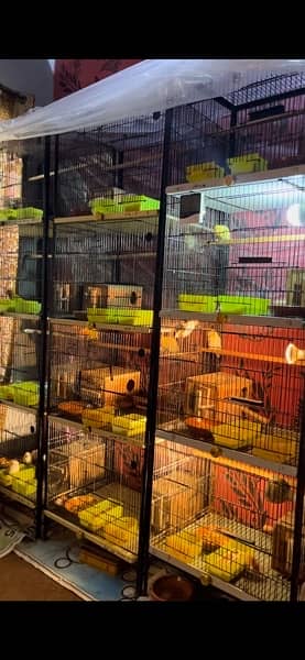 parrot finches cage 2