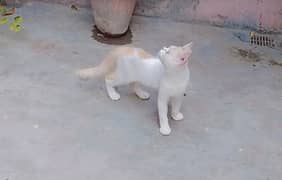 PERSIAN CAT FOR SALE