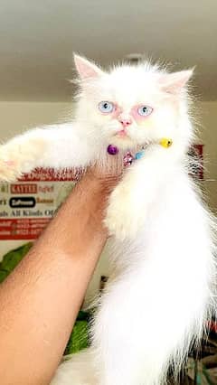 White beauty persian punch face A++quality