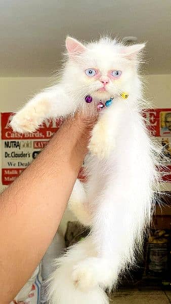 White beauty persian punch face A++quality 2