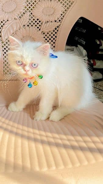 White beauty persian punch face A++quality 3