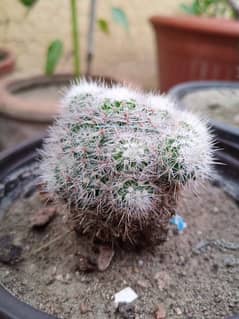 Live Cactus plant