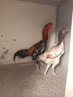 Pure O shamoo pair for sale