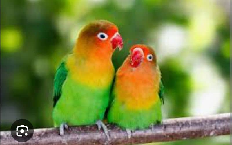 love birds 1