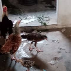 my Lovely Sweetheart's hens