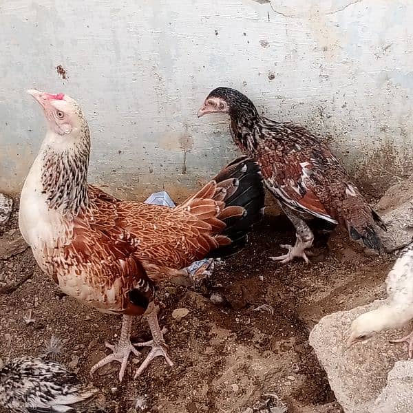 my Lovely Sweetheart's hens 11