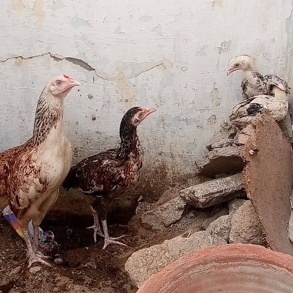 my Lovely Sweetheart's hens 12