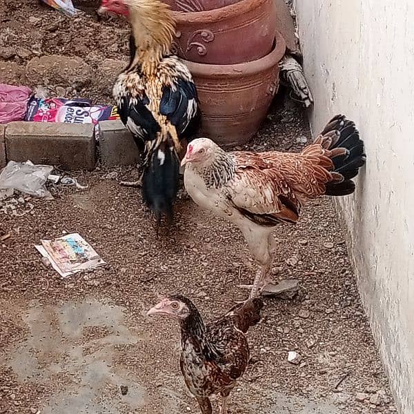 my Lovely Sweetheart's hens 19