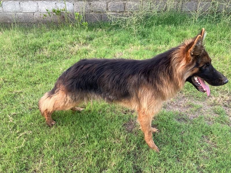 german shepherd long coated 1