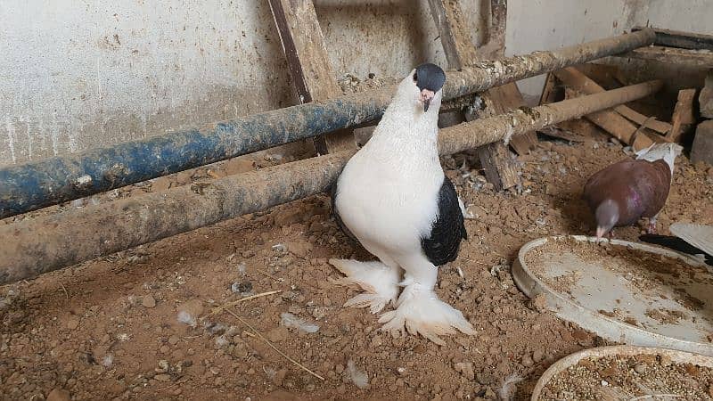 pigeons for sale 1