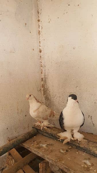 pigeons for sale 3