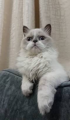 persian cat triple coat picki face