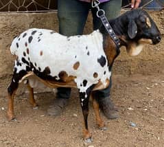 sodani sheep  / Sudani Sheep / sudani dumba / Somali sheep