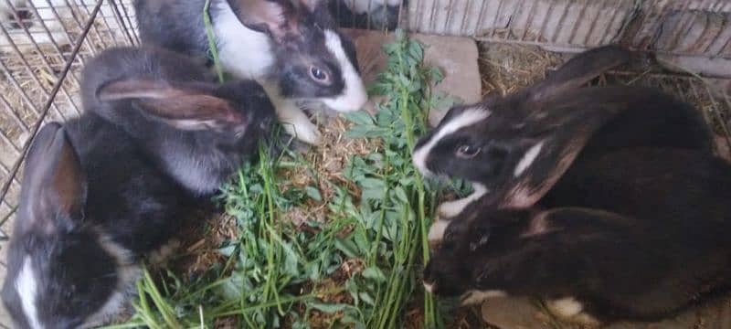 dasi rabbits all ages available contact number 030958 15624 1