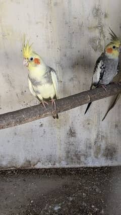 Cocktail Parrots