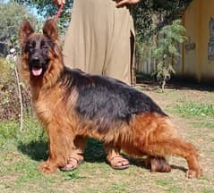 German shepherd femal