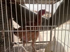 Aseel hen for sale