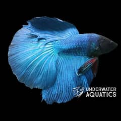 Betta Fish: A Splash of Color for Your Home