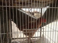 Aseel hen for sale