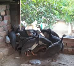 Guinea fowl adults 6 months age